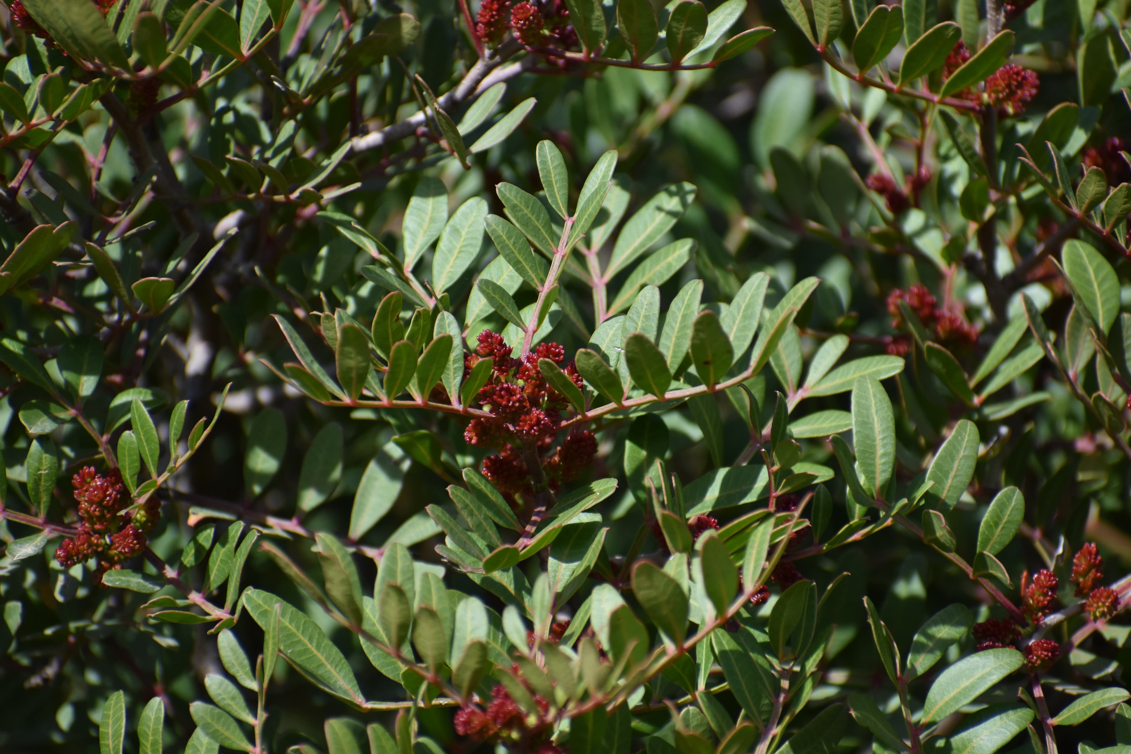 Mastic gum resin