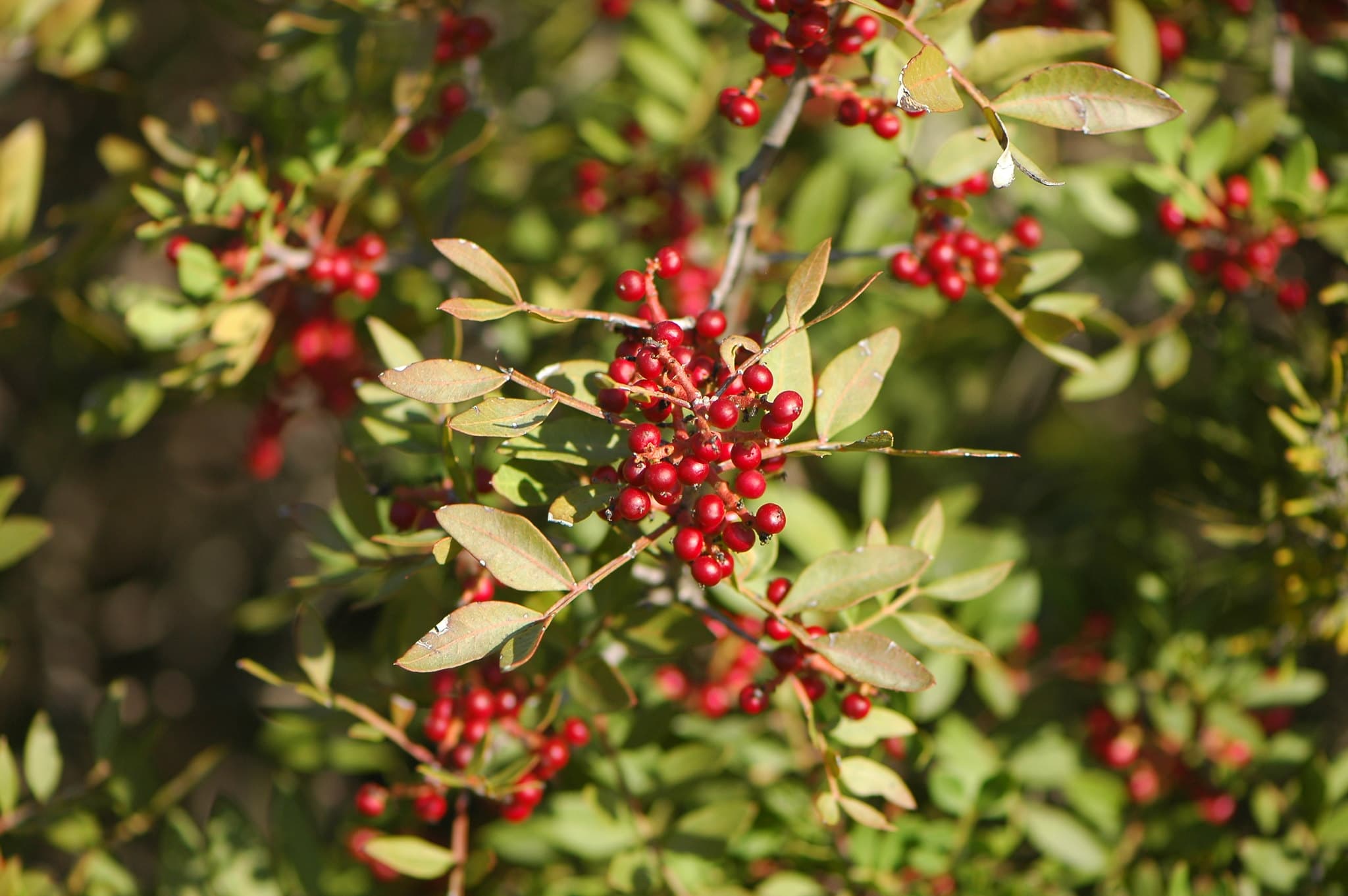 The Ancient Origins of Mastic Gum