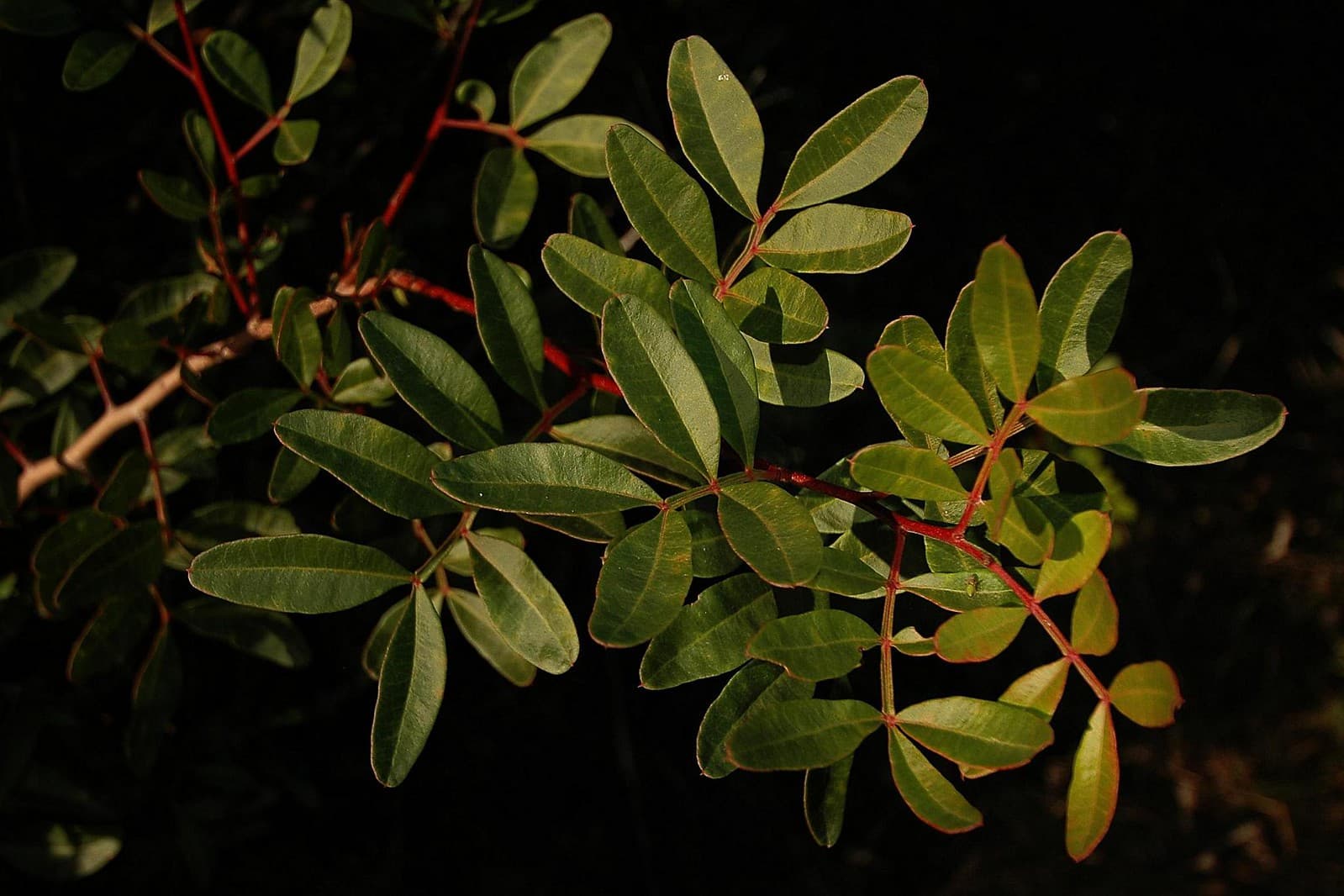How Mastic Gum is Harvested: A Look at Sustainable Practices