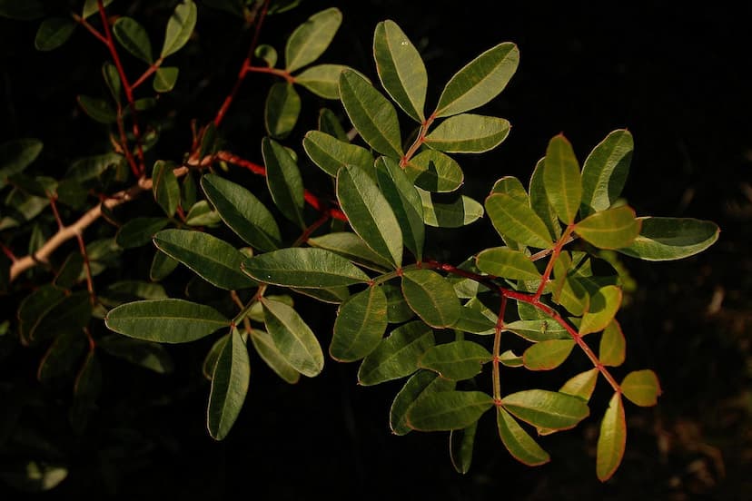 How Mastic Gum is Harvested: A Look at Sustainable Practices