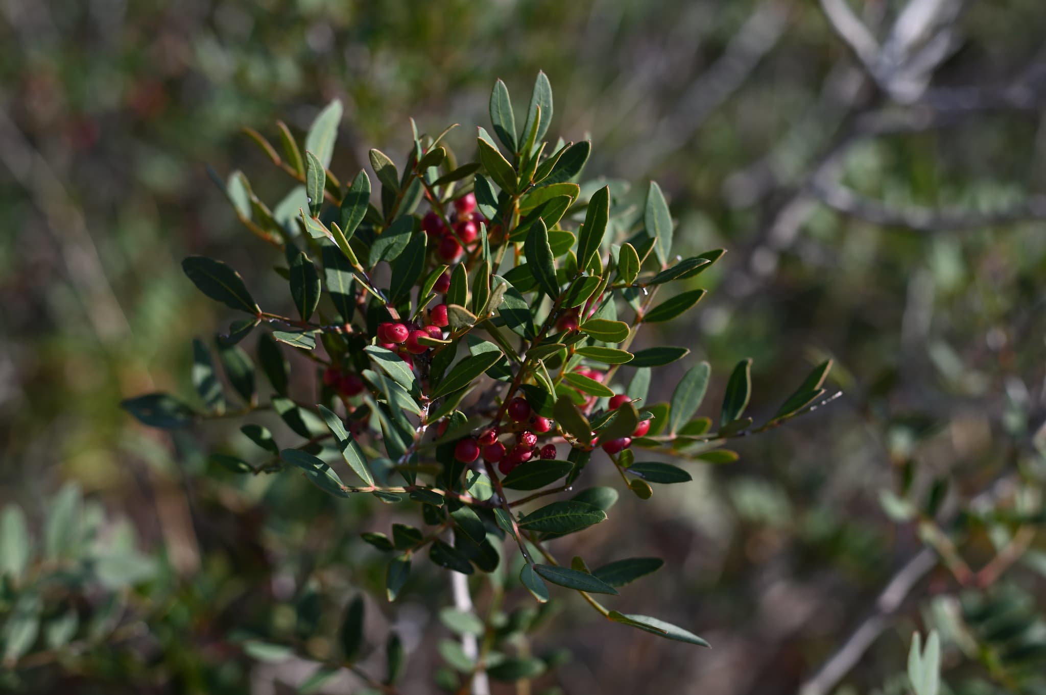 Mastic Gum in Modern Wellness: What You Need to Know